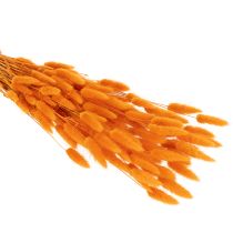 Artikel Bosje Lagurus fluweelgras, gedroogd, 70 cm, 100 g