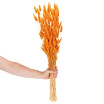 Artikel Bosje Lagurus fluweelgras, gedroogd, 70 cm, 100 g