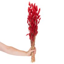 Artikel Gedroogde Lagurus-bos, gedroogde bloemdecoratie, 70 cm, 100 g