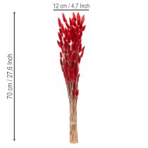 Artikel Gedroogde Lagurus-bos, gedroogde bloemdecoratie, 70 cm, 100 g