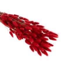 Artikel Gedroogde Lagurus-bos, gedroogde bloemdecoratie, 70 cm, 100 g