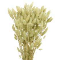 Velvet Grass Lagurus Lichtgroen 100g Droge Grassen