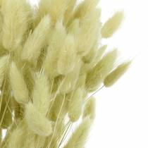 Velvet Grass Lagurus Lichtgroen 100g Droge Grassen