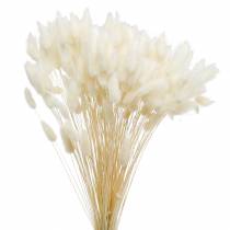 Gedroogde Bloem Lagurus Lampreinigingsgras Gebleekt 100g