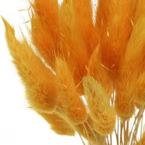 Artikel Lagurus Geel, Fluweelgras, Konijnenstaartgras L20-50cm 25g