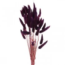 Velvet Grass Violet, Rabbit Tail Grass, Lagurus L18-50cm 25g