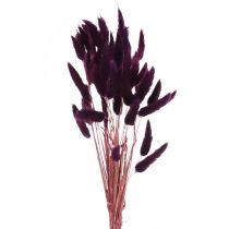 Artikel Velvet Grass Violet, Rabbit Tail Grass, Lagurus L18-50cm 25g