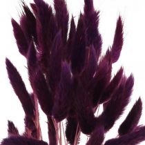 Velvet Grass Violet, Rabbit Tail Grass, Lagurus L18-50cm 25g