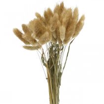 Lagurus ovatus, Pennisetum Grass, Velvet Grass Natuurlijk Lichtbruin L40–50cm 30g