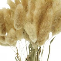 Lagurus ovatus, Pennisetum Grass, Velvet Grass Natuurlijk Lichtbruin L40–50cm 30g