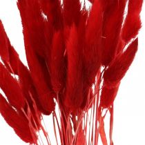 Decoratief gras rood, lagurus, fluwelen gras, droge bloemisterij L30–50cm 20g