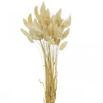 Decoratief gras, gebleekt zoet gras, Lagurus ovatus, fluwelen gras L40–55cm 25g