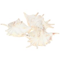 Artikel Lambis Zeeslak Natuurlijke Decoratie 14cm 10 stuks