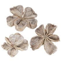 Artikel Landlotus Wit Gewassen 6-12cm 50 stuks