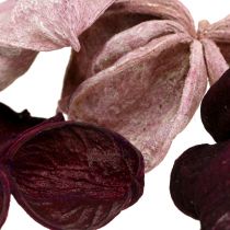 Artikel Landlotus Mix Bramen, Oudroze 50 st