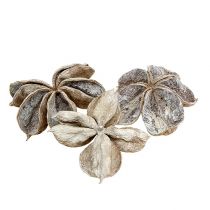 Artikel Landlotus wit gewassen 6-12cm 50 st