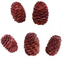 Artikel Leucadendron Sabulosum kegels in rood mat 500g