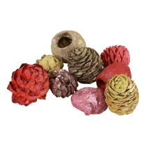 Artikel Leucadendron kegels Bellgum Groen Rood Geel Mat 300g