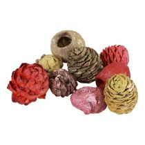 Leucadendron kegels Bellgum Groen Rood Geel Mat 300g