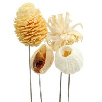 Artikel Leucodendron assortiment gebleekt decoratie op draad 100 stuks