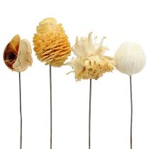 Artikel Leucodendron assortiment gebleekt decoratie op draad 100 stuks