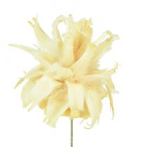 Artikel Leucodendron assortiment gebleekt decoratie op draad 100 stuks