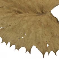 Lotusbladeren gedroogd natuurlijke droge decoratie waterlelieblad 50 stuks