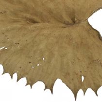 Artikel Gedroogde lotusbladeren natuurlijke droge decoratie waterlelieblad 50 stuks