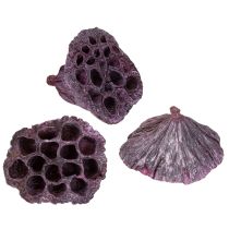 Artikel Lotuscapsules, droogbloemisterij, lotusbol roze, gewassen wit 50 stuks