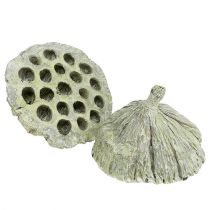 Artikel Lotusfles mix groen gewassen Ø6cm - 10cm 50 st