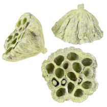 Artikel Lotusfles mix groen gewassen Ø6cm - 10cm 50 st