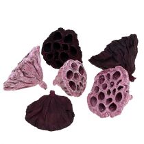 Artikel Lotus Mix Roze, Erika Ø6cm - Ø10cm 50 st