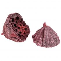 Artikel Lotuscapsules, droogbloemisterij, lotusbol roze, gewassen wit 50 stuks