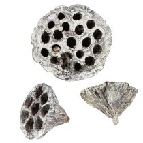 Artikel Lotos Natuurlijke Decoratieve Lotus Fles Wit Gewassen 6-8cm 50 stuks
