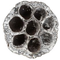 Artikel Lotos Natuurlijke Decoratieve Lotus Fles Wit Gewassen 6-8cm 50 stuks