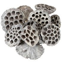 Artikel Lotos Natuurlijke Decoratieve Lotus Fles Wit Gewassen 6-8cm 50 stuks