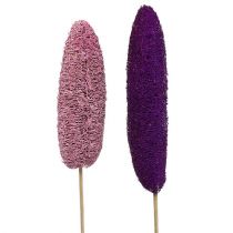 Loofah op stok groot roze, heide 8cm - 30cm 25st