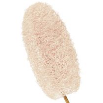 Artikel Grote luffa op stok, gebleekt, 25 stuks