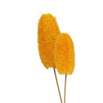 Artikel Kleine luffa op stokje, goudgeel, 25 stuks