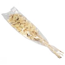 Artikel Lunaria Deco Maan Violet Zilverblad Gedroogd 90cm 100g