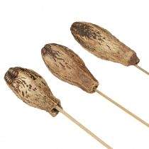 Artikel Mahonie Pod Pods Droge Decoratie Naturel 45cm 50 st