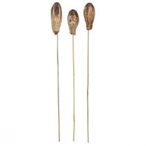 Artikel Mahonie Pod Pods Droge Decoratie Naturel 45cm 50 st