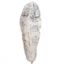 Artikel Mahonie peulen droge decoratie naturel wit 45cm 50 st