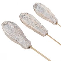 Artikel Mahonie peulen droge decoratie naturel wit 45cm 50 st