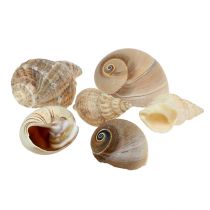 Maritiem deco schelpenmix natuur 400g