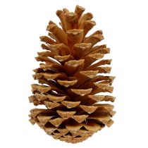 Artikel Maritima kegels crème-vanille gemengd 5-18cm 25 st