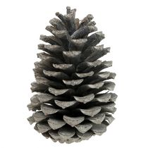 Artikel Maritima kegels 10cm - 14cm witgekalkt 25 st