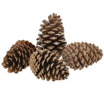 Artikel Maritima kegels, rouwbloemisterij, adventsdecoratie, natuurproduct H12-15cm Ø6,5-10cm 50 stuks