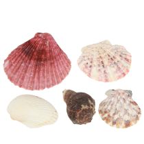 Artikel Maritieme decoratieve schelpen mengen in het net kleurrijk 3,5-6 cm 300 g × 3 stuks