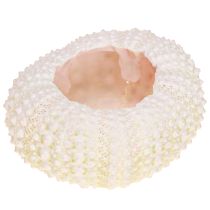 Artikel Maritieme decoratie zee-egel schelp roze, witte strooidecoratie 20 stuks